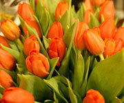 Oranov tulipny velikonon