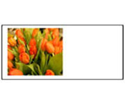 Tulipny oranov velikonon pn